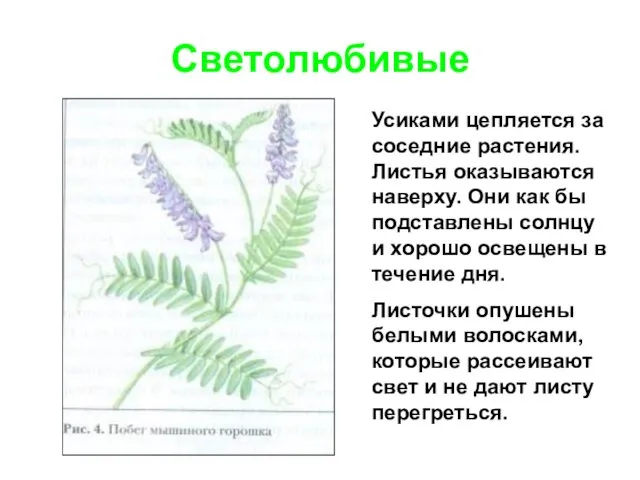 Светолюбивые Усиками цепляется за соседние растения. Листья оказываются наверху. Они как