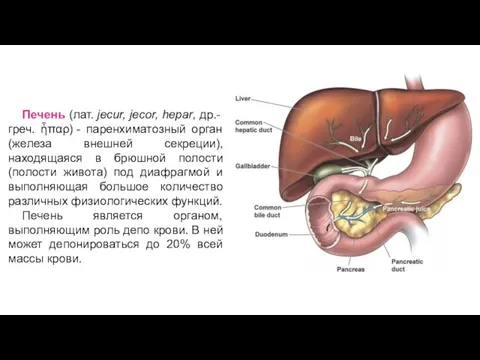 Печень (лат. jecur, jecor, hepar, др.-греч. ἧπαρ) - паренхиматозный орган (железа