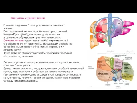 В печени выделяют 5 секторов, иначе их называют зонами. По современной