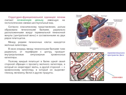 Структурно-функциональной единицей печени считают печеночную дольку, имеющую на гистологических схемах шестиугольный