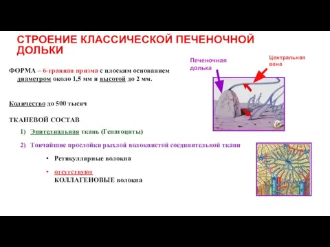 СТРОЕНИЕ КЛАССИЧЕСКОЙ ПЕЧЕНОЧНОЙ ДОЛЬКИ ФОРМА – 6-гранная призма с плоским основанием