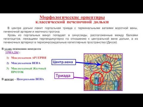 Морфологические ориентиры классической печеночной дольки В углах основания находятся ТРИАДЫ :