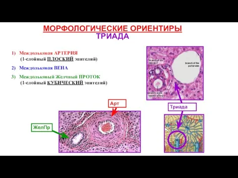 МОРФОЛОГИЧЕСКИЕ ОРИЕНТИРЫ ТРИАДА Междольковая АРТЕРИЯ (1-слойный ПЛОСКИЙ эпителий) Междольковая ВЕНА Междольковый