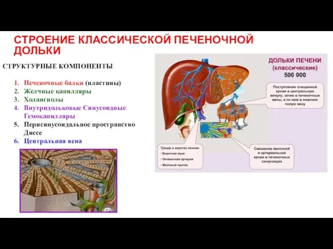 СТРОЕНИЕ КЛАССИЧЕСКОЙ ПЕЧЕНОЧНОЙ ДОЛЬКИ СТРУКТУРНЫЕ КОМПОНЕНТЫ Печеночные балки (пластины) Желчные капилляры