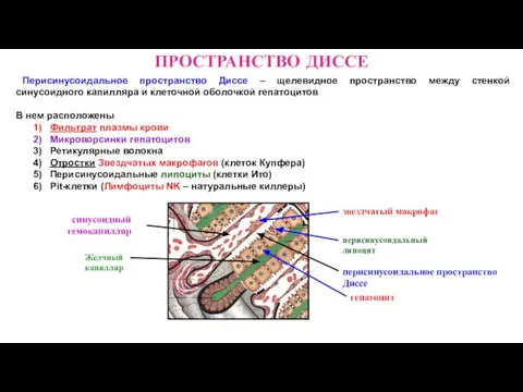 ПРОСТРАНСТВО ДИССЕ Перисинусоидальное пространство Диссе – щелевидное пространство между стенкой синусоидного