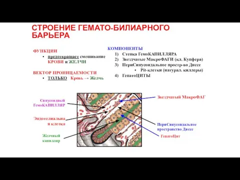 СТРОЕНИЕ ГЕМАТО-БИЛИАРНОГО БАРЬЕРА ФУНКЦИИ предотвращает смешивание КРОВИ и ЖЕЛЧИ ВЕКТОР ПРОНИЦАЕМОСТИ