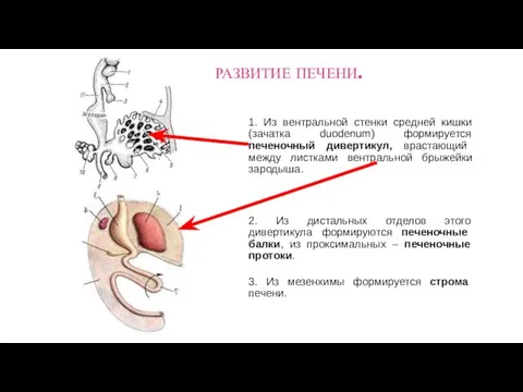 1. Из вентральной стенки средней кишки (зачатка duodenum) формируется печеночный дивертикул,