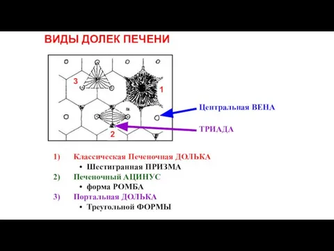 ВИДЫ ДОЛЕК ПЕЧЕНИ Классическая Печеночная ДОЛЬКА Шестигранная ПРИЗМА Печеночный АЦИНУС форма