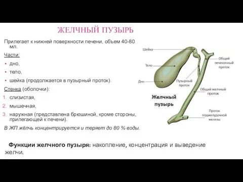 ЖЕЛЧНЫЙ ПУЗЫРЬ Прилегает к нижней поверхности печени, объем 40-80 мл. Части: