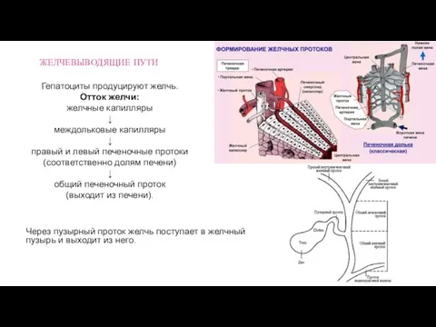 ЖЕЛЧЕВЫВОДЯЩИЕ ПУТИ Гепатоциты продуцируют желчь. Отток желчи: желчные капилляры ↓ междольковые