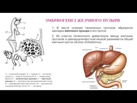 1. В месте слияния печеночных протоков образуется закладка желчного пузыря и