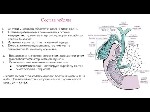 За сутки у человека образуется около 1 литра желчи. Желчь вырабатывается