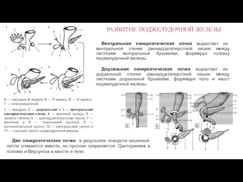 Вентральная панкреатическая почка вырастает из вентральной стенки двенадцатиперстной кишки между листками