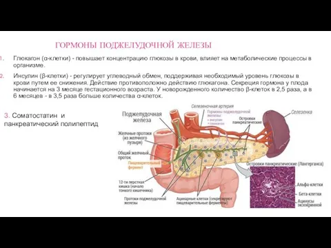 ГОРМОНЫ ПОДЖЕЛУДОЧНОЙ ЖЕЛЕЗЫ Глюкагон (α-клетки) - повышает концентрацию глюкозы в крови,