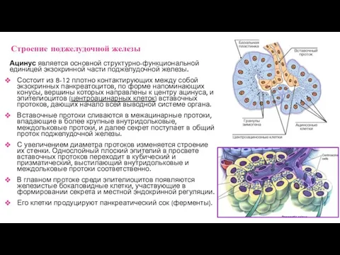 Ацинус является основной структурно-функциональной единицей экзокринной части поджелудочной железы. Состоит из