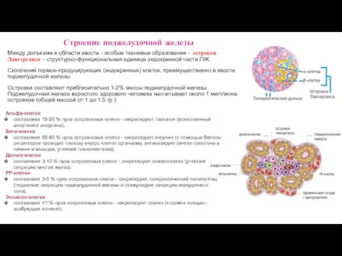 Между дольками в области хвоста - особые тканевые образования – островки