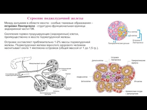 Между дольками в области хвоста - особые тканевые образования – островки