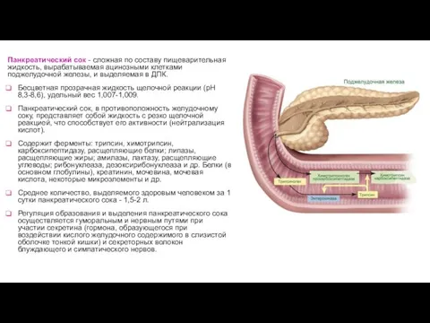 Панкреатический сок - сложная по составу пищеварительная жидкость, вырабатываемая ацинозными клетками