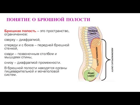 Брюшная полость – это пространство, ограниченное: сверху – диафрагмой, спереди и