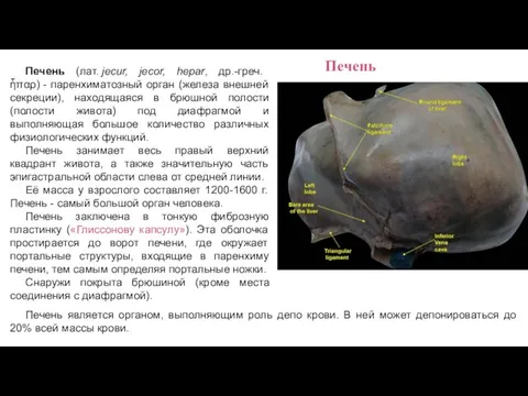 Печень (лат. jecur, jecor, hepar, др.-греч. ἧπαρ) - паренхиматозный орган (железа