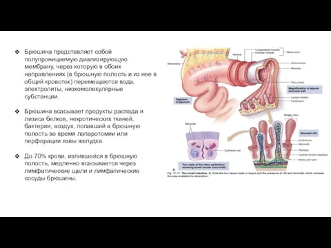 Брюшина представляет собой полупроницаемую диализирующую мембрану, через которую в обоих направлениях