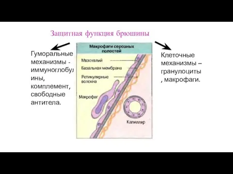 Защитная функция брюшины Гуморальные механизмы - иммуноглобулины, комплемент, свободные антитела. Клеточные механизмы – гранулоциты, макрофаги.