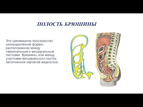 ПОЛОСТЬ БРЮШИНЫ Это щелевидное пространство неопределённой формы, расположенное между париетальным и