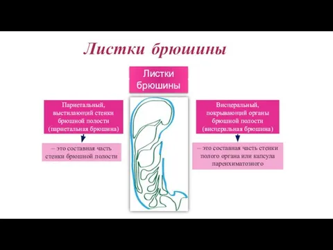 Листки брюшины Париетальный, выстилающий стенки брюшной полости (париетальная брюшина) Висцеральный, покрывающий