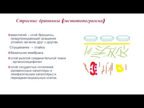 Строение брюшины (гистотопограмма) мезотелий – слой брюшины, предупреждающий сращение (спайки) органов