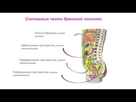 Составные части брюшной полости Полость брюшины, cavitas peritonei Забрюшинное пространство, spatium