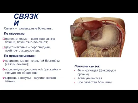 СВЯЗКИ Связки – производные брюшины. По строению: однолистковые – венечная связка