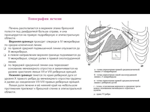 Печень располагается в верхнем этаже брюшной полости под диафрагмой больше справа,