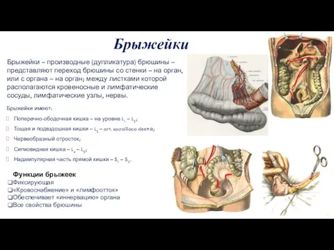 Брыжейки Брыжейки имеют: Поперечно-ободочная кишка – на уровне L1 – L2;