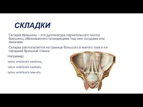 СКЛАДКИ Складки брюшины – это дупликатура париетального листка брюшины, образованного проходящими