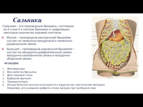 Сальники Сальники – это производные брюшины, состоящие из 2-х или 4-х