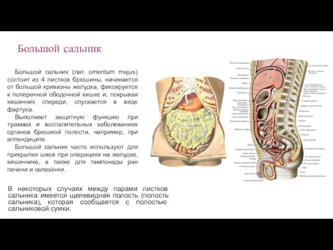 Большой сальник (лат. omentum majus) состоит из 4 листков брюшины, начинается