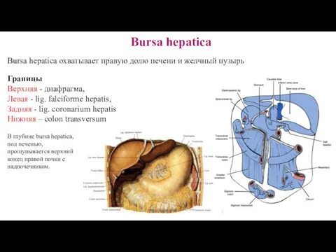 Bursa hepatica Bursa hepatica охватывает правую долю печени и желчный пузырь