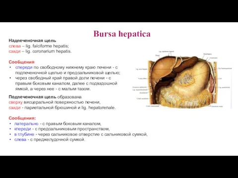 Надпеченочная щель слева – lig. falciforme hepatis; сзади – lig. coronarium