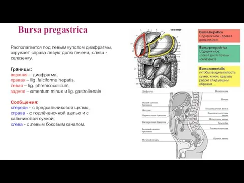 Bursa pregastrica Располагается под левым куполом диафрагмы, окружает справа левую долю