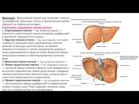 Фиксация - Брюшинный покров при переходе с печени на диафрагму, брюшную