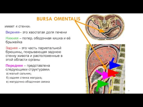 BURSA OMENTALIS имеет 4 стенки: Верхняя– это хвостатая доля печени Нижняя