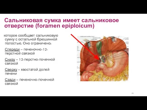 Сальниковая сумка имеет сальниковое отверстие (foramen epiploicum) которое сообщает сальниковую сумку