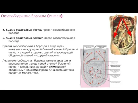 Околоободочные борозды (каналы) 1. Sulcus paracolicus dexter, правая околоободочная борозда 2.