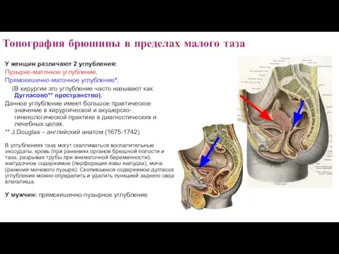 Топография брюшины в пределах малого таза У женщин различают 2 углубления: