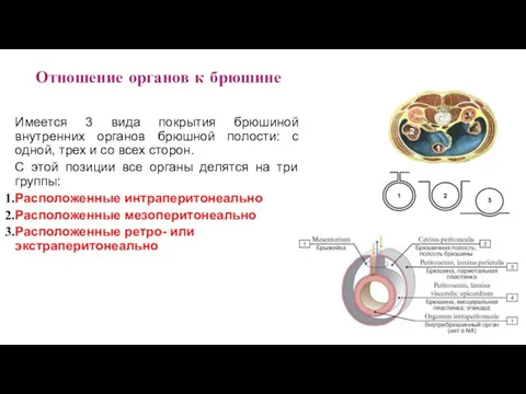 Отношение органов к брюшине Имеется 3 вида покрытия брюшиной внутренних органов