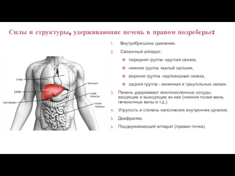 Внутрибрюшное давление. Связочный аппарат: передняя группа -круглая связка, нижняя группа -малый