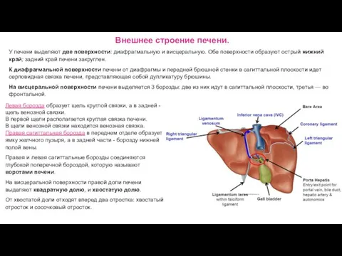 Внешнее строение печени. У печени выделяют две поверхности: диафрагмальную и висцеральную.