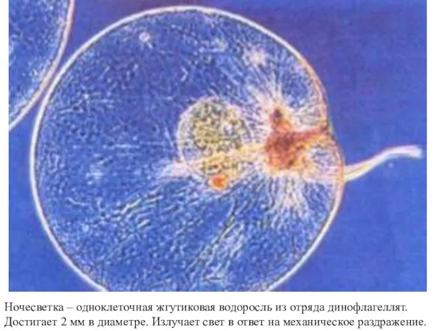 Ночесветка – одноклеточная жгутиковая водоросль из отряда динофлагеллят. Достигает 2 мм