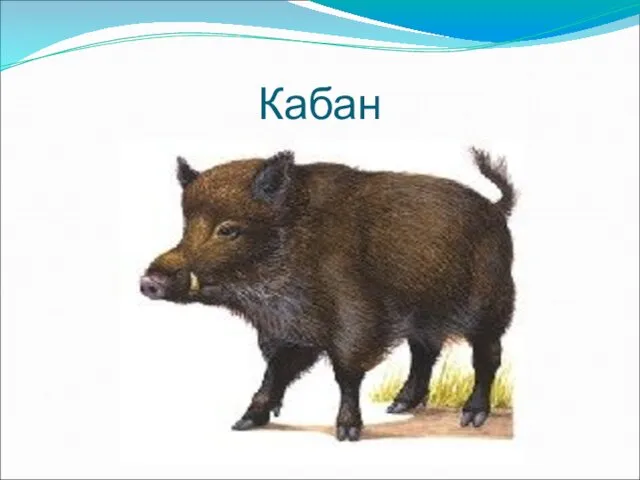 Кабан