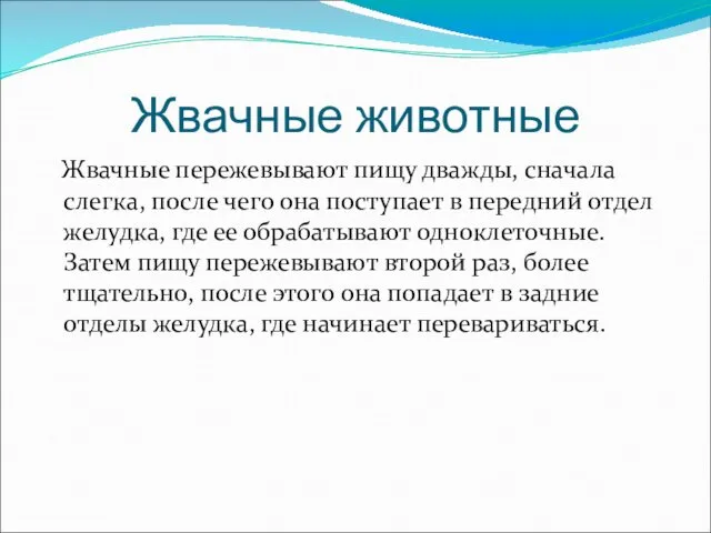 Жвачные животные Жвачные пережевывают пищу дважды, сначала слегка, после чего она